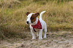 standing jack russell terrier