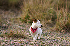 standing jack russell terrier