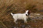 standing jack russell terrier