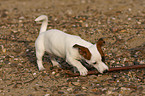 playing jack russell terrier