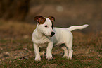 standing jack russell terrier