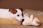 playing jack russell terrier