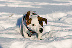 Jack Russell Terrier in snow