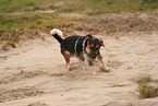 playing Jack Russell Terrier