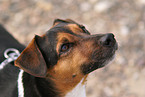 Jack Russell Terrier Portrait