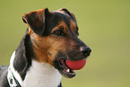 Jack Russell Terrier Portrait