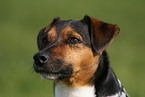 Jack Russell Terrier Portrait