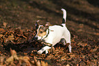 male Jack Russell Terrier