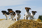 Jack Russell Terrier