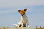 Jack Russell Terrier