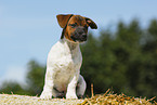 Jack Russell Terrier