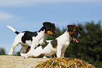 Jack Russell Terrier