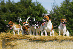 Jack Russell Terrier