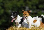 Jack Russell Terrier