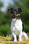 Jack Russell Terrier