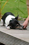 Jack Russell Terrier