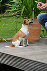 sitting Jack Russell Terrier