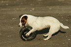 playing Jack Russell Terrier