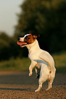 Jack Russell Terrier