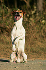 Jack Russell Terrier shows trick