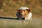 sleeping Jack Russell Terrier