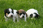 3 Jack Russell Terrier Puppies