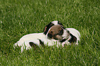 3 Jack Russell Terrier Puppies