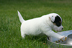Jack Russell Terrier Puppy at feeding dish