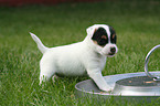 Jack Russell Terrier Puppy at feeding dish