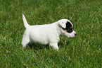 Jack Russell Terrier Puppy in the meadow