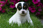 cute sitting Jack Russell Terrier Puppy
