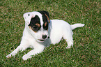 Jack Russell Terrier Puppy in the meadow