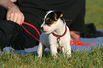 Jack Russell Terrier Puppy on leash