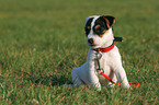 sitting Jack Russell Terrier Puppy