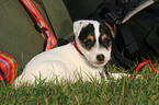 lying Jack Russell Terrier Puppy