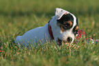 nibbling Jack Russell Terrier Puppy