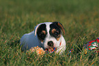 nibbling Jack Russell Terrier Puppy