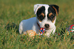nibbling Jack Russell Terrier Puppy