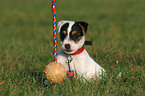 Jack Russell Terrier Puppy in the meadow