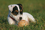 Jack Russell Terrier Puppy with ball