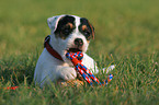 nibbling Jack Russell Terrier Puppy