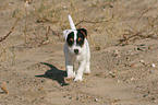 walking Jack Russell Terrier Puppy