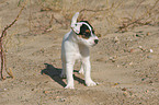 standing Jack Russell Terrier Puppy