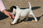 Jack Russell Terrier Puppy