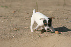 playing Jack Russell Terrier Puppy