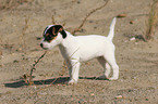 standing Jack Russell Terrier Puppy