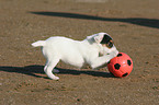 Jack Russell Terrier Puppy with ball