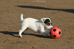 Jack Russell Terrier Puppy with ball