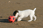 Jack Russell Terrier Puppy with ball