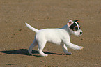 running Jack Russell Terrier Puppy